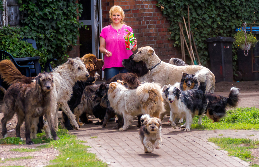 Die Hunde folgen Christin Behrens wie ein Rudel