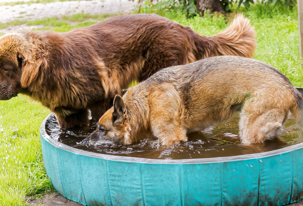 Die Hunde lieben den kleinen Pool