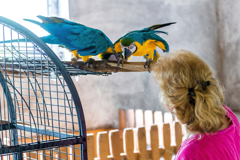 Diese beiden Papageien leben auch auf dem Tiergnadenhof