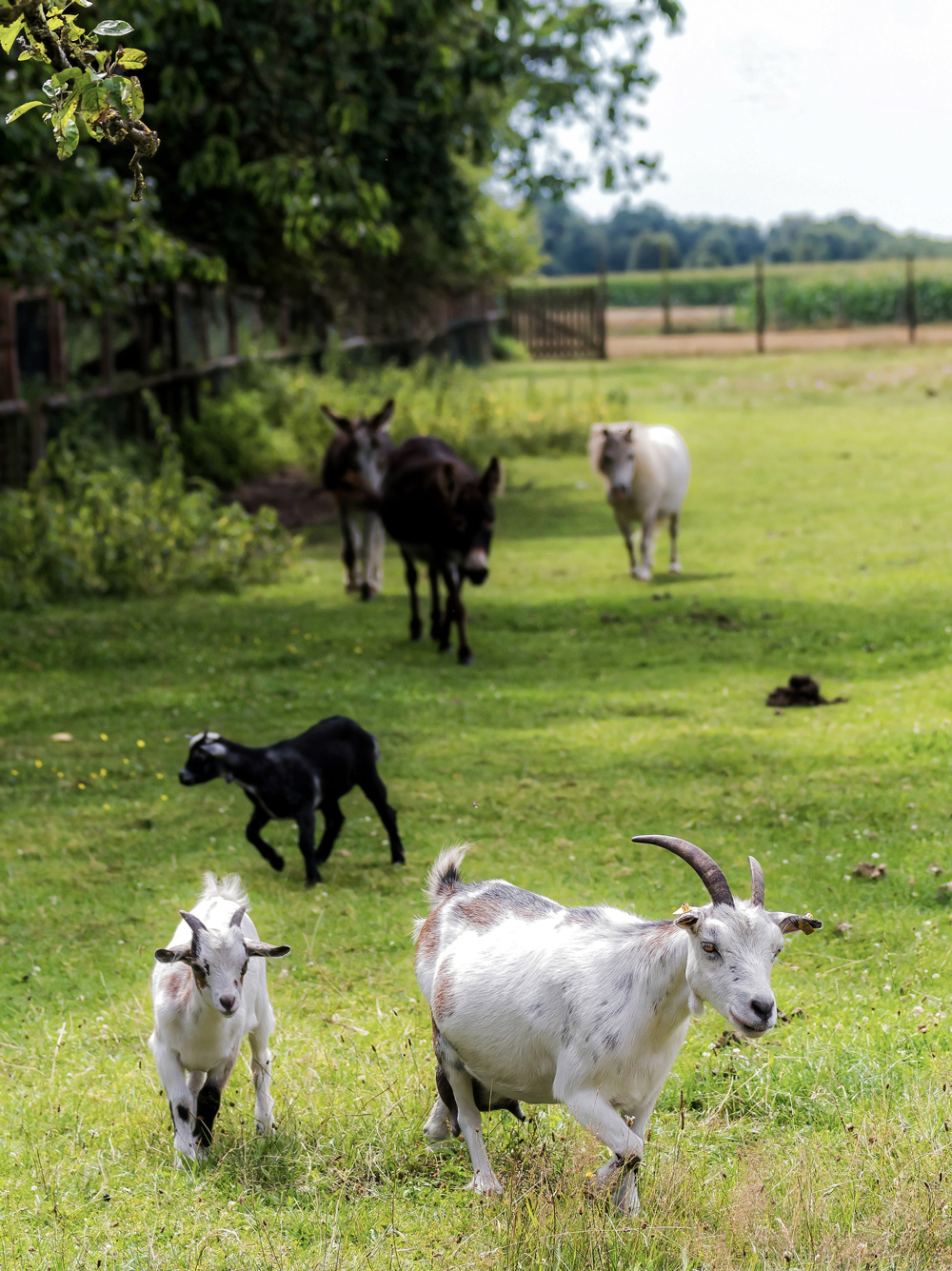 Ziegen, Esel und Pferde leben auch auf dem Tiergnadenhof