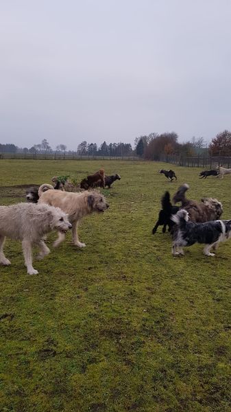 Diverse Hunde